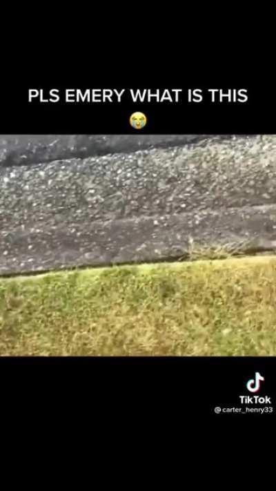 That scream broke my eardrums