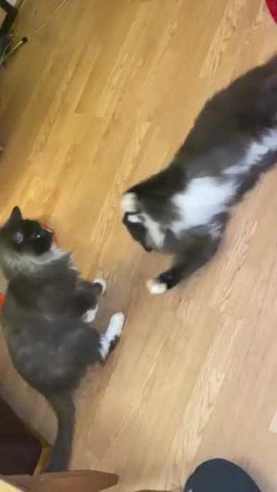 My boys are assholes to each other 😂