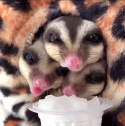 Three sugar gliders decided to have a snack