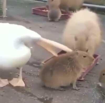 When it doesn’t fit, it doesn’t fit