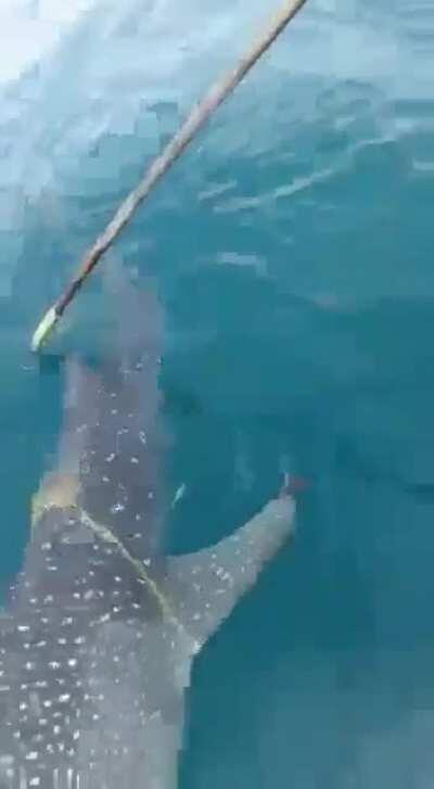 Sounds like Malaysians to me. Humans being bros indeed.