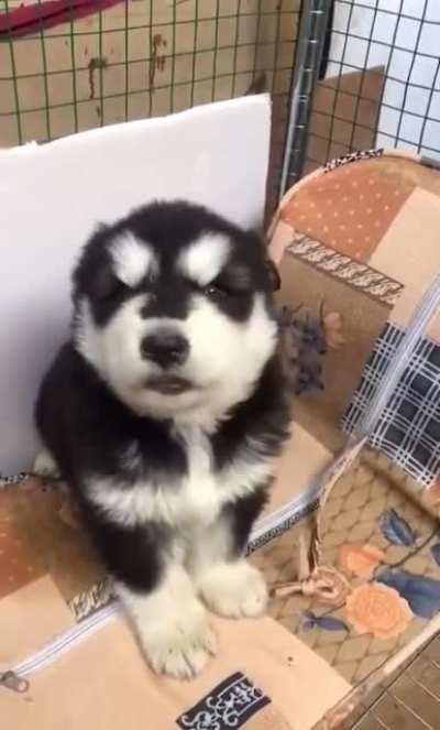 Tiny little Husky awoos.