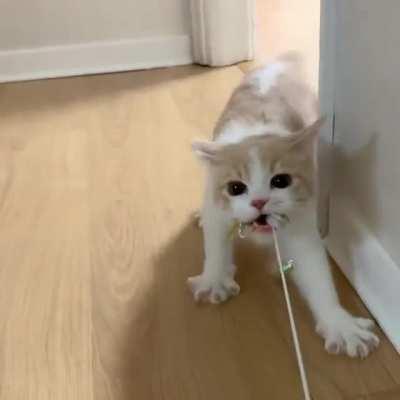 Tug of war spready toes!