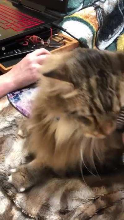 He loves getting brushed!!