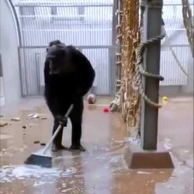 Chimp use broom left by zoo keeper to sweep after seeing zoo keeper clean the area everyday for 6 years