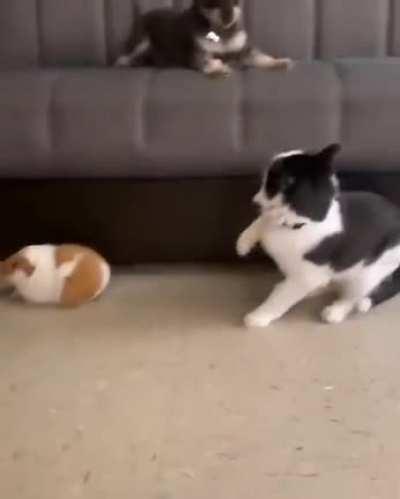 No baps. Only sniffs