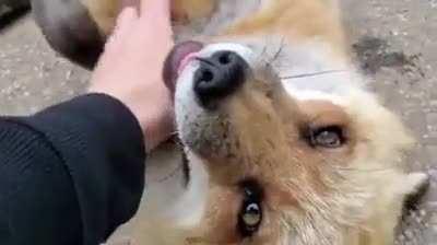 Foxes can't stop laughing