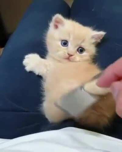 Lil bean being brushed