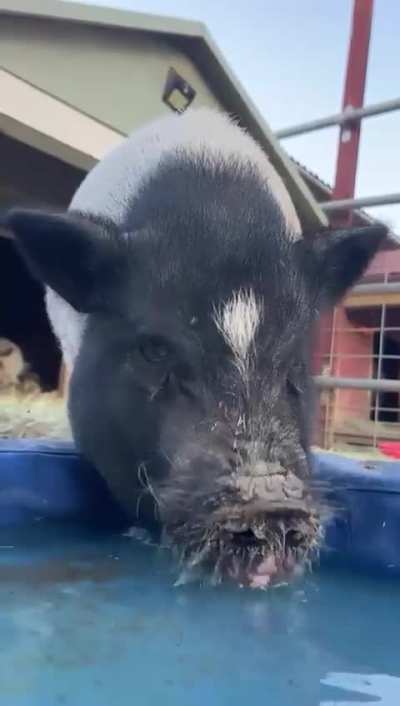 The perfect snout washing