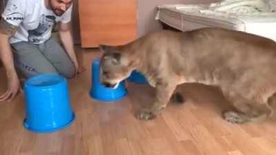 A mountain lion playing the shell game