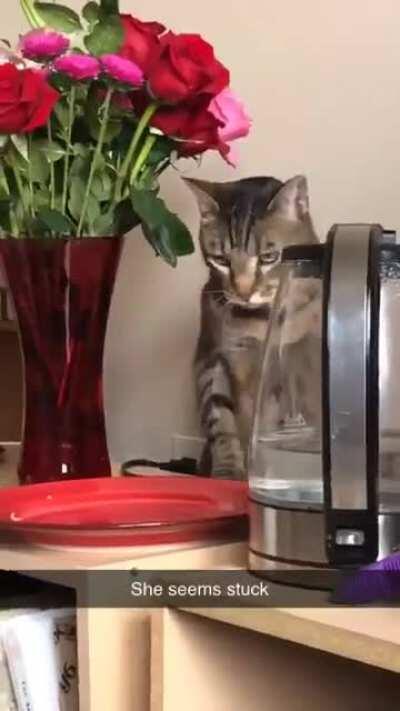 My cats never cease to entertain me