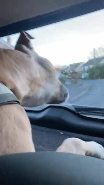 Fawn trying to eat the windscreen wipers