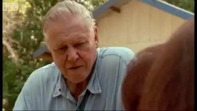 Monkeys are now being used for forced labor