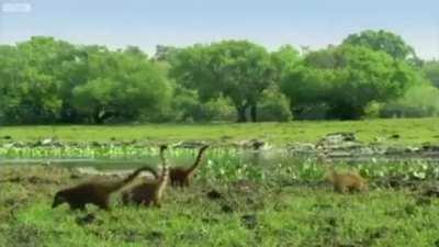 Coatis in reverse look like mini brontosaurus