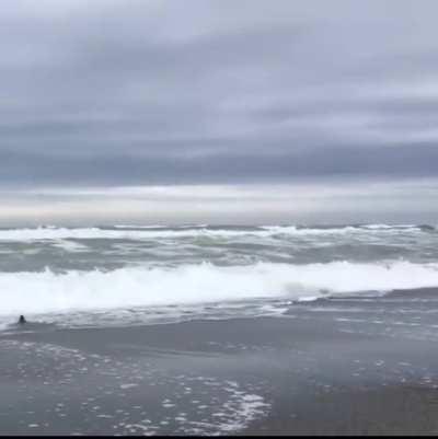A rehabilitated blue penguin is released back into the wild