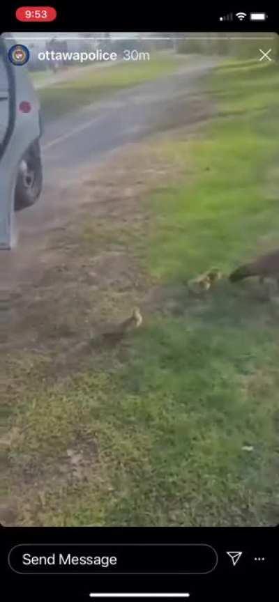 Ottawa police relocating geese who tried to cross the road in their cruiser.