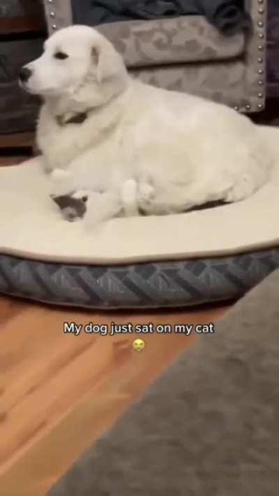 Ok cat, have it your way.