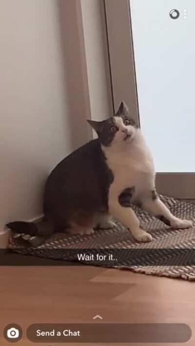 Help my cat broke