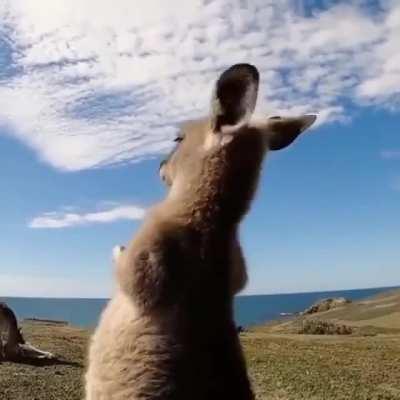 Kangaroo feeling good vibes