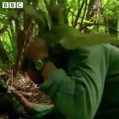 The Bird Wants One Thing.