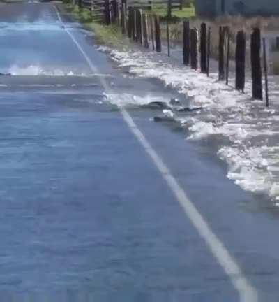 Meta salmon mains using [Swim Upstream] to invade human class structures :O