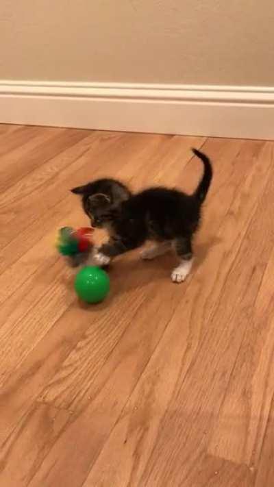 Small Boi Foster Kitten Battles Mouse-Ball