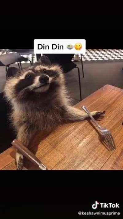 The four male moods, as portrayed by raccoons