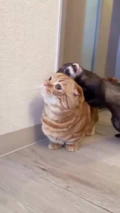 Kitty has a ferret shadow