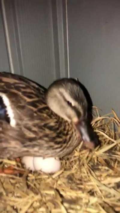 Proud chicken egg thief🤫