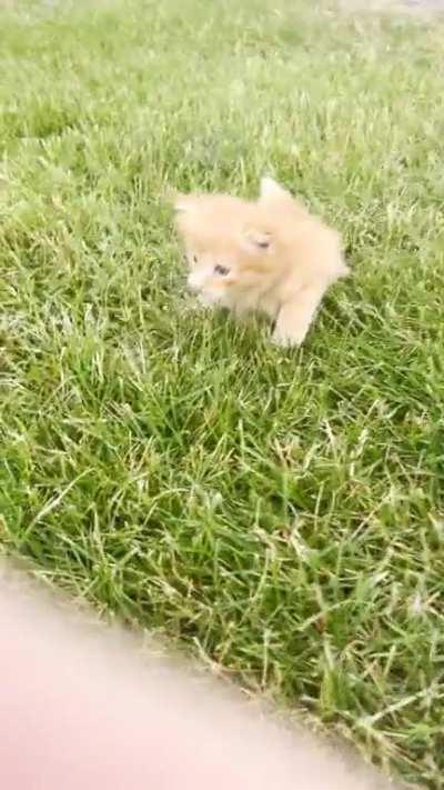 Pumpkin is starting to move