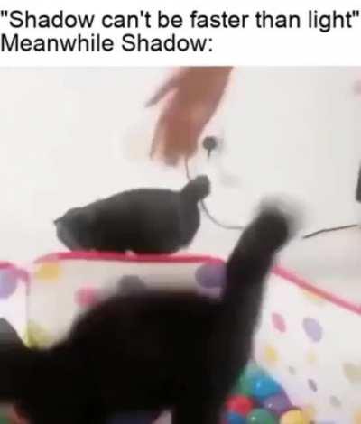 Proof that cats are not bound by the laws of physics