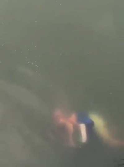 A crocodile lunching in Colombia 😬