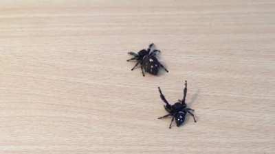 Jumping spider courtship, with sound
