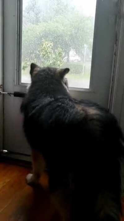 Even the dog also enjoy rain..