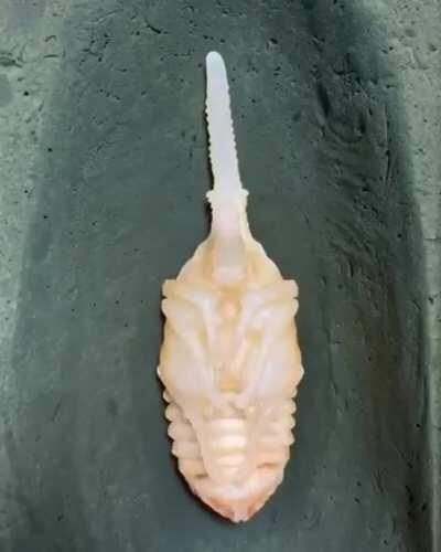 🔥 Hercules beetle life cycle.