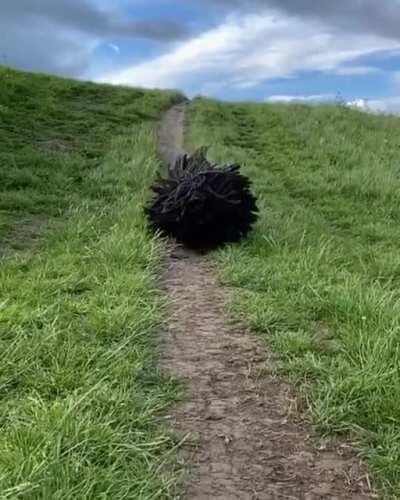 A Komondor also known as the Hungarian sheepdog