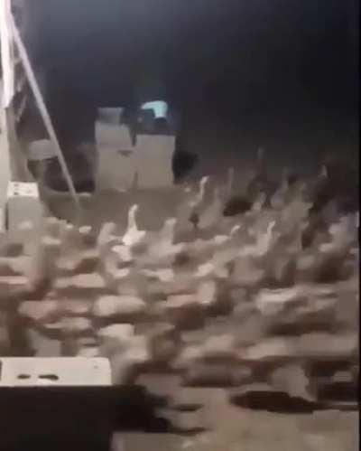 What are they running from...?