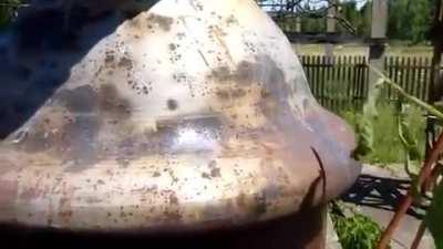 Listening to the radio with a blade of grass, seems safe...