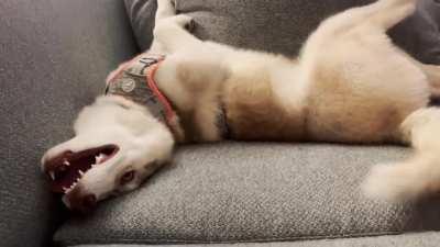 Just wanna throw a little puppy tantrum, thnx Ma