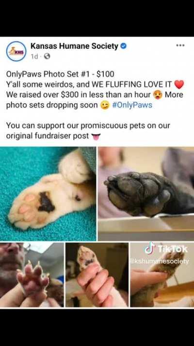 #onlypaws at Kansas Humane Society
