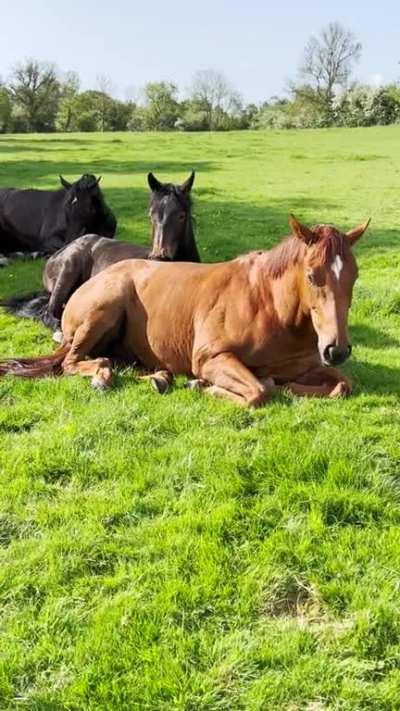 Sleepy morning in the paddock. Obviously a big night out for the boys.