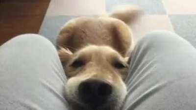 Yes, hello good sir. May I have some pets?