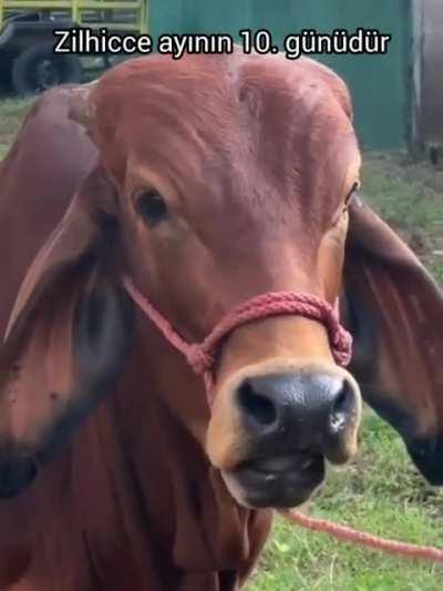 When sheperd is sus.