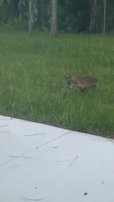Man finds a red lynx and a baby alligator fighting in his backyard