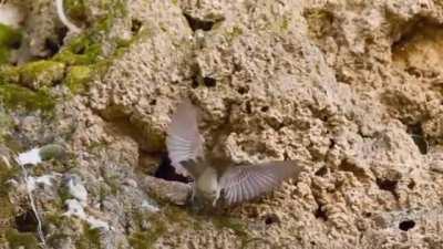 Horned viper with a tail that mimics a chunky spider