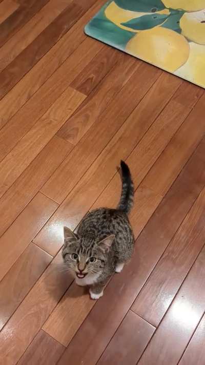 Opel still isn't sure about her new home (it's been about a week)