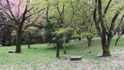 Falling cherry blossoms