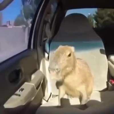 Capybara 💀