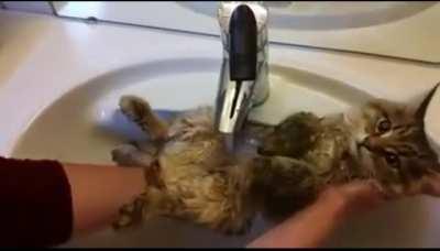 My cat will kill me if I try this