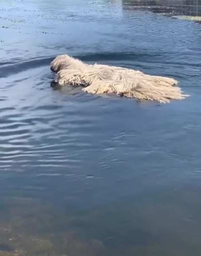When a dog turns into a majestic mop